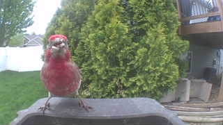 house finch