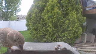 house sparrow