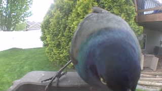 common grackle