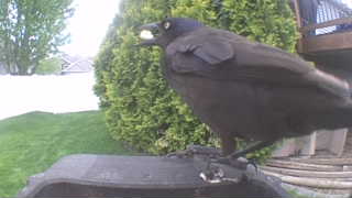 american crow