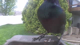 european starling