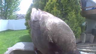 bald eagle
