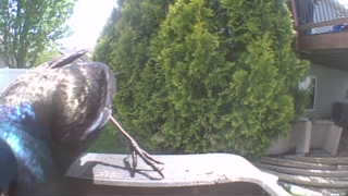 european starling