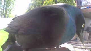 common grackle
