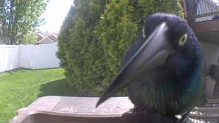 common grackle