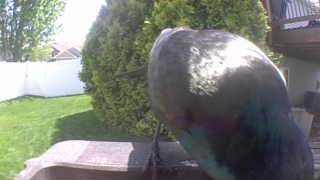 mallard