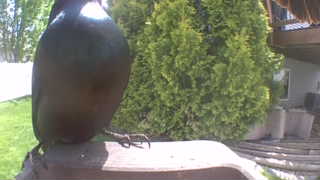 common grackle