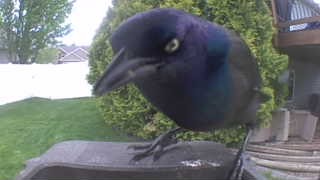 common grackle