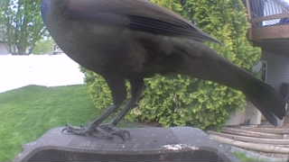 common grackle