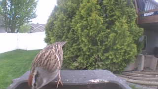 fox sparrow