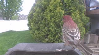 house finch
