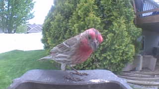 house finch
