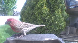 house finch
