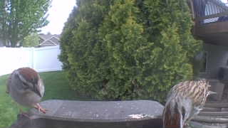 american woodcock