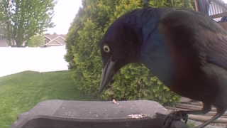 common grackle