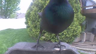 european starling