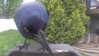 common grackle