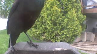 common grackle
