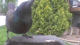 common grackle