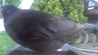 brown-headed cowbird