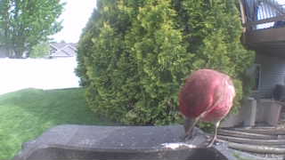 purple finch