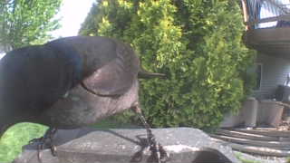 common grackle