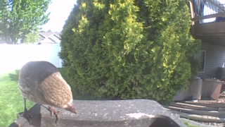 fox sparrow