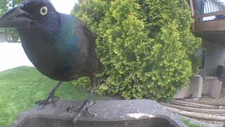 common grackle