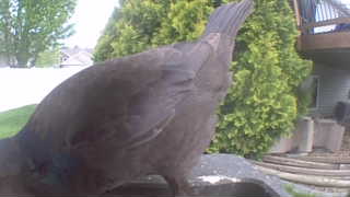 american crow