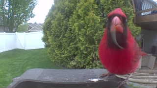 northern cardinal