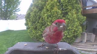 house finch