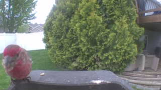 house finch