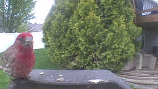 house finch