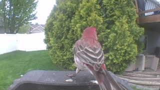 house finch