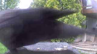 crow