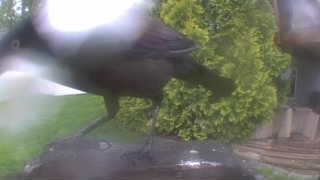 common grackle