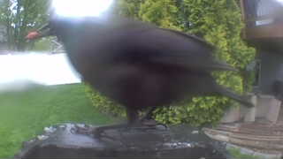 american robin