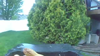 Unidentified clip