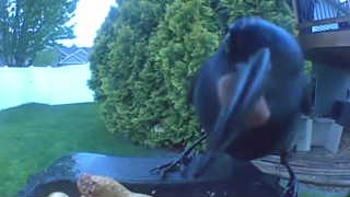 american crow