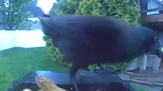 common grackle