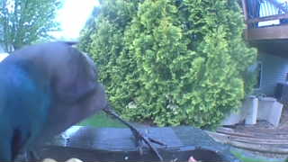 Unidentified clip