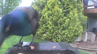 common grackle