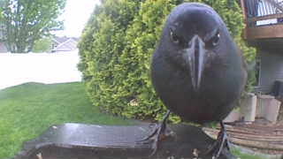 american crow