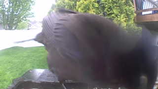 common grackle