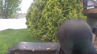 mallard