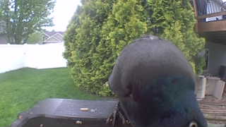 rock pigeon