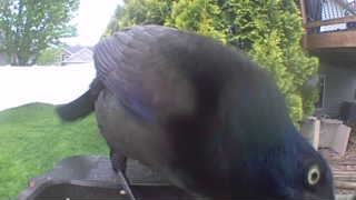 common grackle