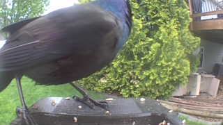 common grackle