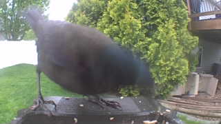 common grackle