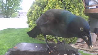 common grackle